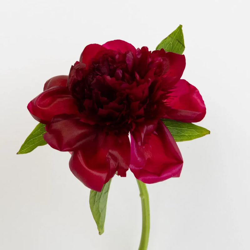 Burgundy Red Peony Flowers For December Delivery Stem - Image
