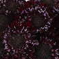 Burgundy Scabiosa Flower Close Up - Image