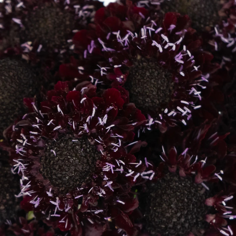 Burgundy Scabiosa Flower Close Up - Image