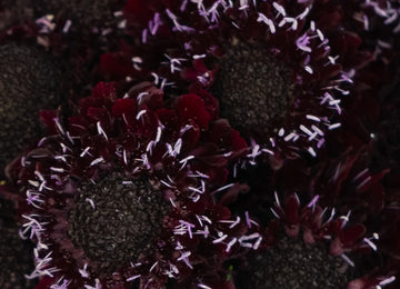 Burgundy Scabiosa Flower Close Up - Image