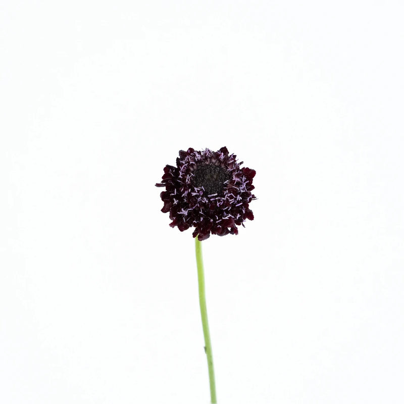 Burgundy Scabiosa Flower Stem - Image