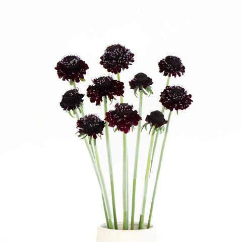 Burgundy Scabiosa Flower - Image