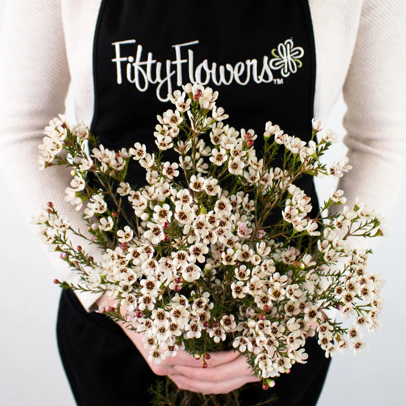 Burgundy Wax Flower Bunch in Hand