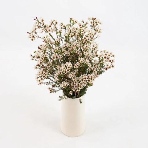 Burgundy Wax Flower Bunch in Vase