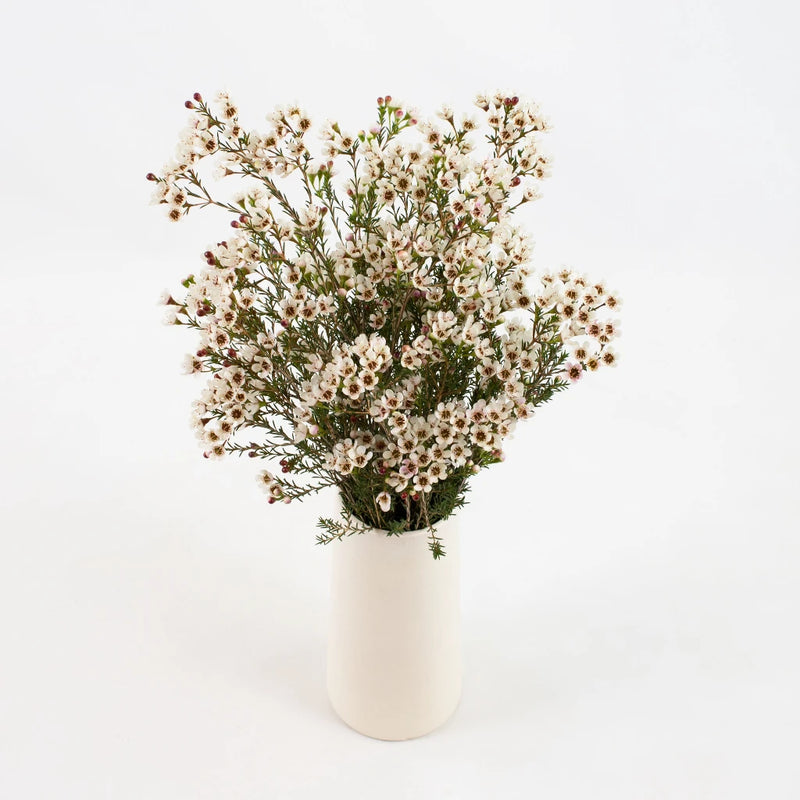 Burgundy Wax Flower Bunch in Vase