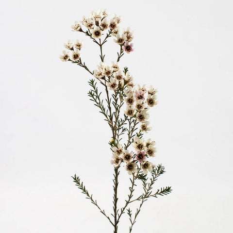 Burgundy Wax Flower Stem