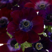 Burgundy Wine Fresh Cut Anemone Flower Close Up - Image
