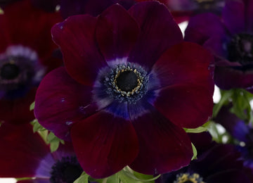 Burgundy Wine Fresh Cut Anemone Flower Close Up - Image