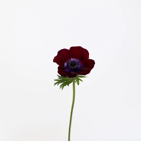 Burgundy Wine Fresh Cut Anemone Flower Stem - Image