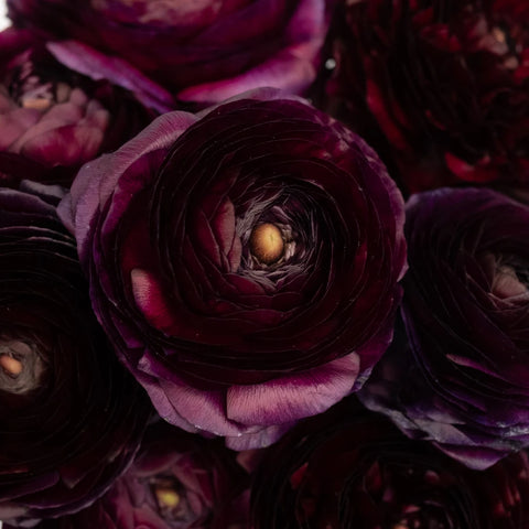 Burgundy Wine Ranunculus Close Up - Image
