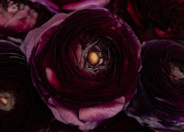 Burgundy Wine Ranunculus Close Up - Image