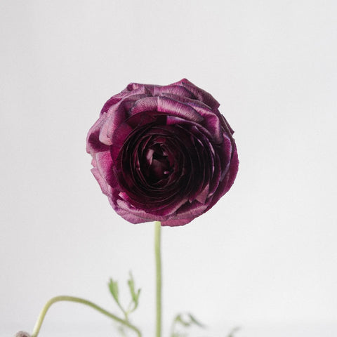 Burgundy Wine Ranunculus Stem - Image