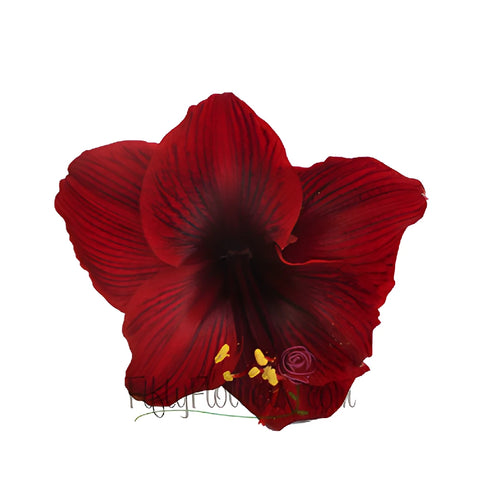 Burgundy Red Amaryllis Flowers