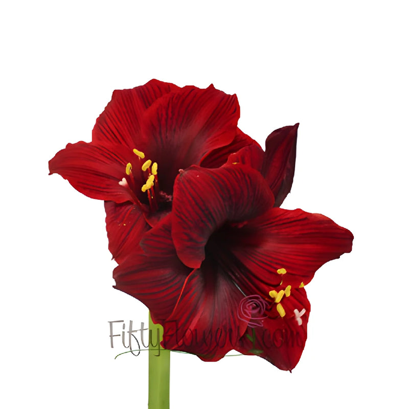 Burgundy Red Amaryllis Flowers