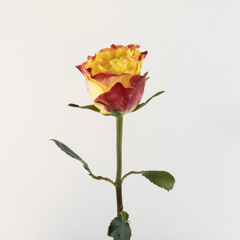 Burning Love Garden Rose Stem - Image