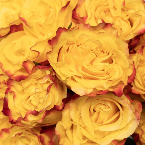 Burning Love Garden Rose - Image