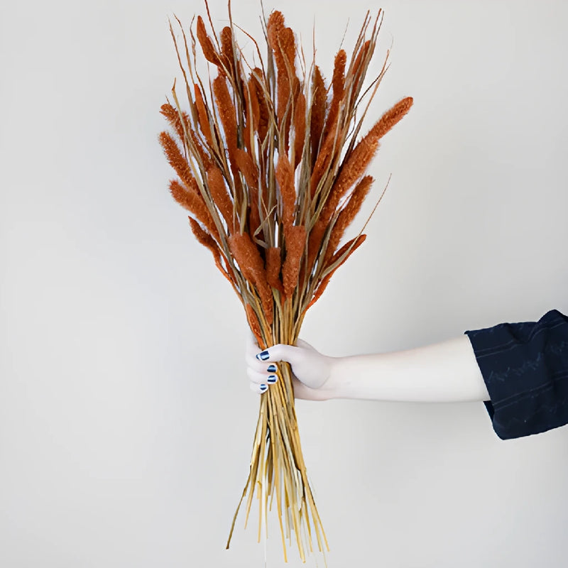 Burnt Orange Dried Foxtail Grass