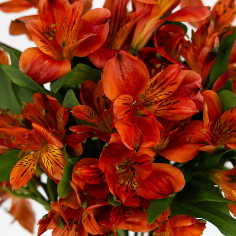 Burnt Red Fresh Peruvian Lilies Close Up - Image