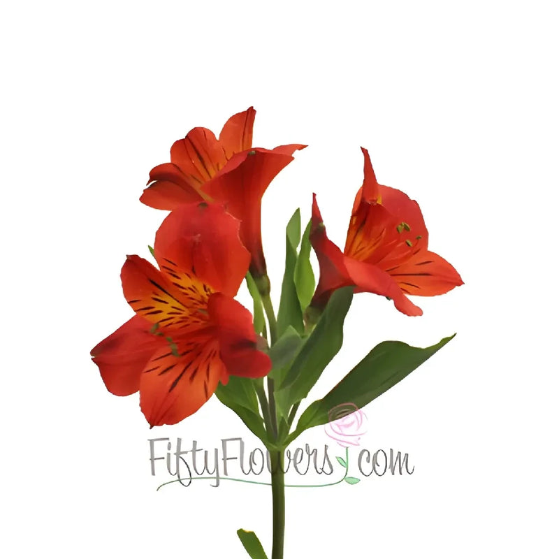 Burnt Red Fresh Peruvian Lilies Close Up - Image