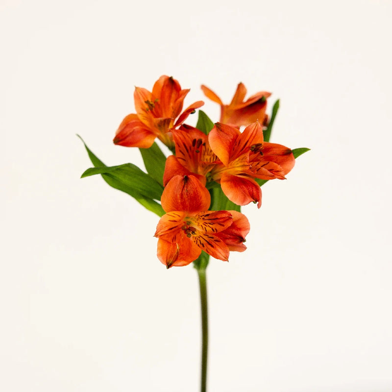 Burnt Red Fresh Peruvian Lilies Stem - Image