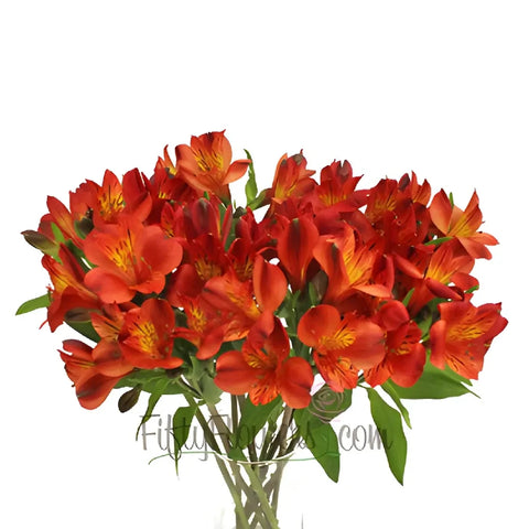 Burnt Red Fresh Peruvian Lilies Vase - Image