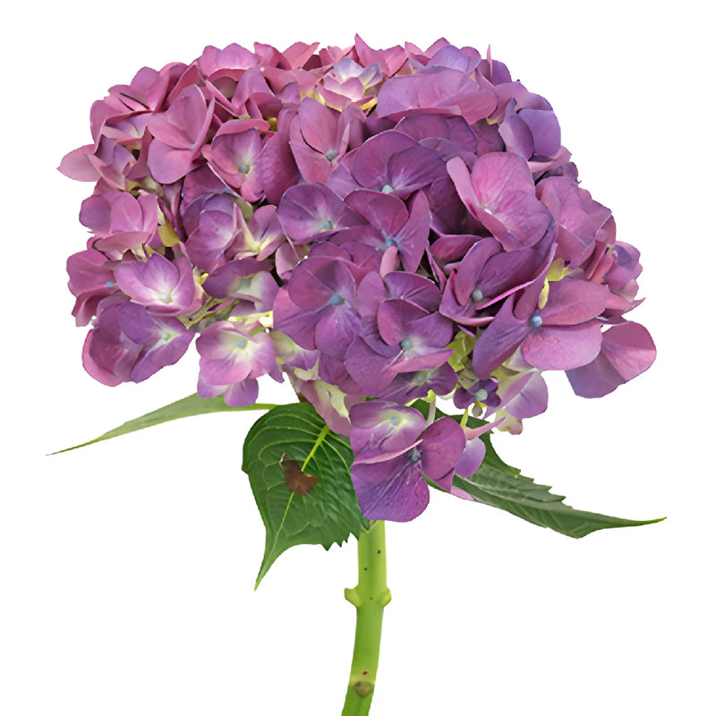 Burst of Purple Berry Hydrangea Flower Stem View