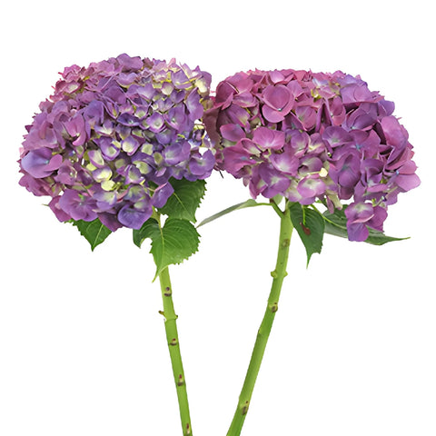 Burst of Purple Berry Hydrangea Flower Stem View