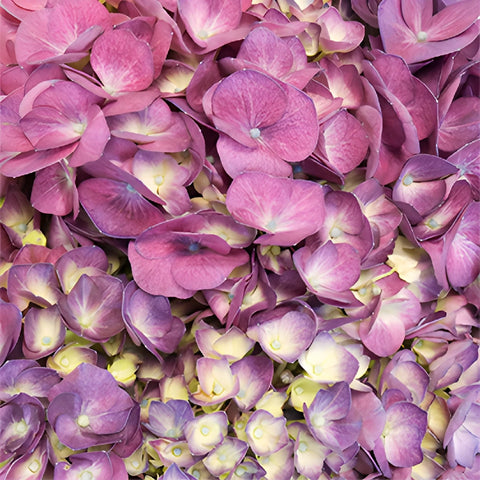 Burst of Purple Berry Hydrangea Flower