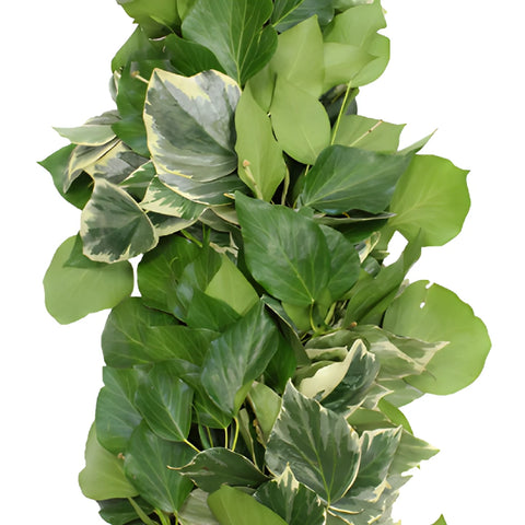 Bush Ivy Green Fresh Garland