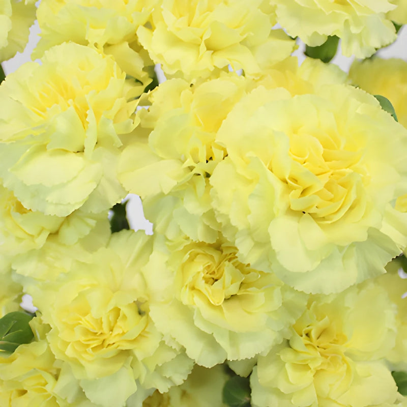 Yellow Korner Fleurs De Pavot 60×80 Photo Flowers - Purchase Yellow Korner Fleurs De Pavot 60×80 Photo Flowers - Purchase