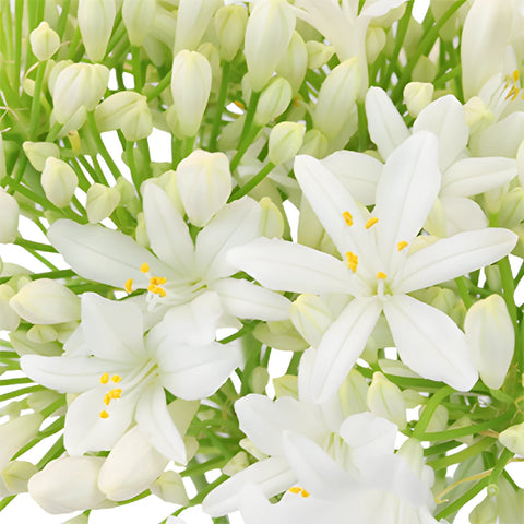 White Agapanthus Flowers Close up