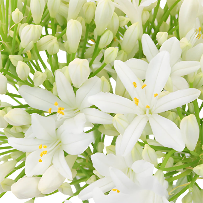 White Agapanthus Flowers Close up