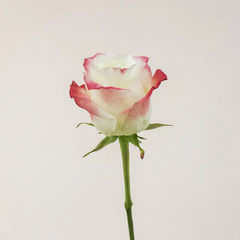 Cabaret Yellow and Red Rose Stem