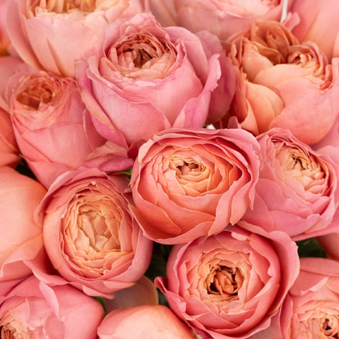 Cabbage Garden Rose Romantic Antique Pink Close Up - Image