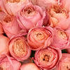 Cabbage Garden Rose Romantic Antique Pink