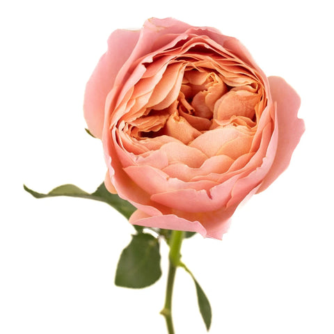 Cabbage Garden Rose Romantic Antique Pink Stem - Image