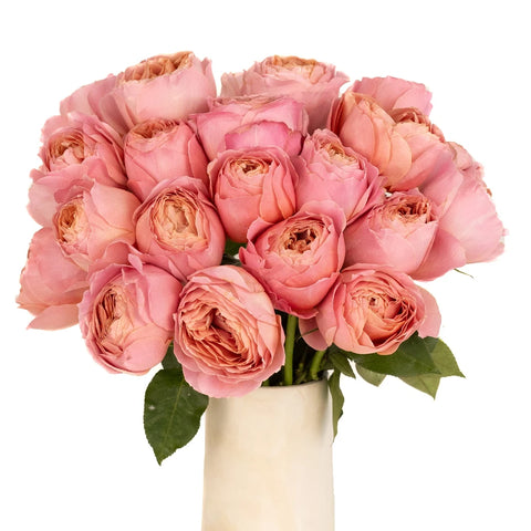 Cabbage Garden Rose Romantic Antique Pink Vase - Image