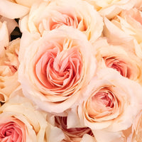 Cabbage Rose Shell Pink Close Up - Image