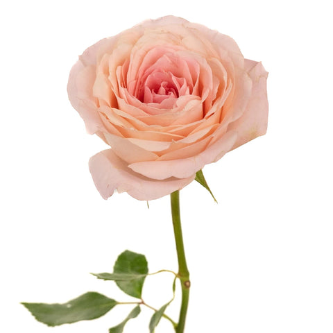 Cabbage Rose Shell Pink Stem - Image