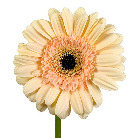 Savannah Sky Mini Gerbera Daisies