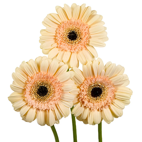 Savannah Sky Mini Gerbera Daisies