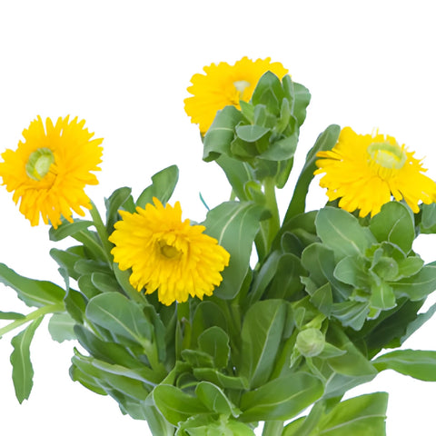 Golden Yellow Pot Marigold Calendula Flowers