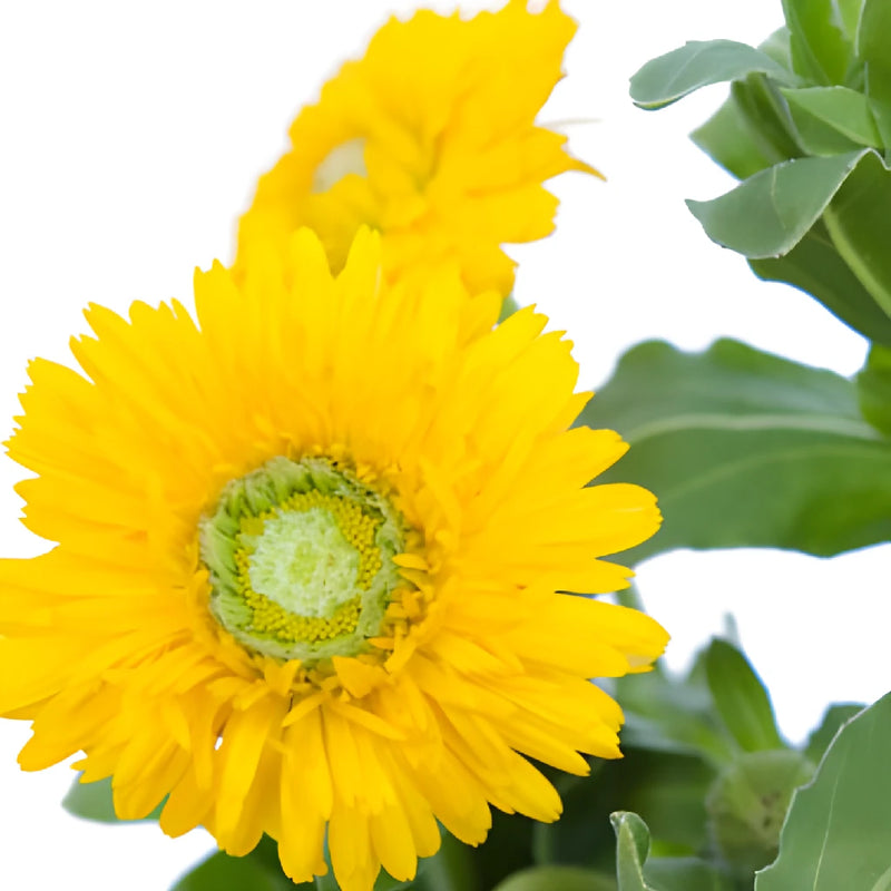 Golden Yellow Pot Marigold Calendula Flowers