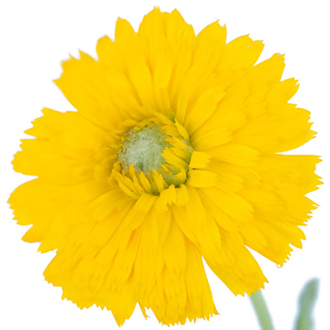 Golden Yellow Pot Marigold Calendula Flowers