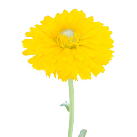 Golden Yellow Pot Marigold Calendula Flowers