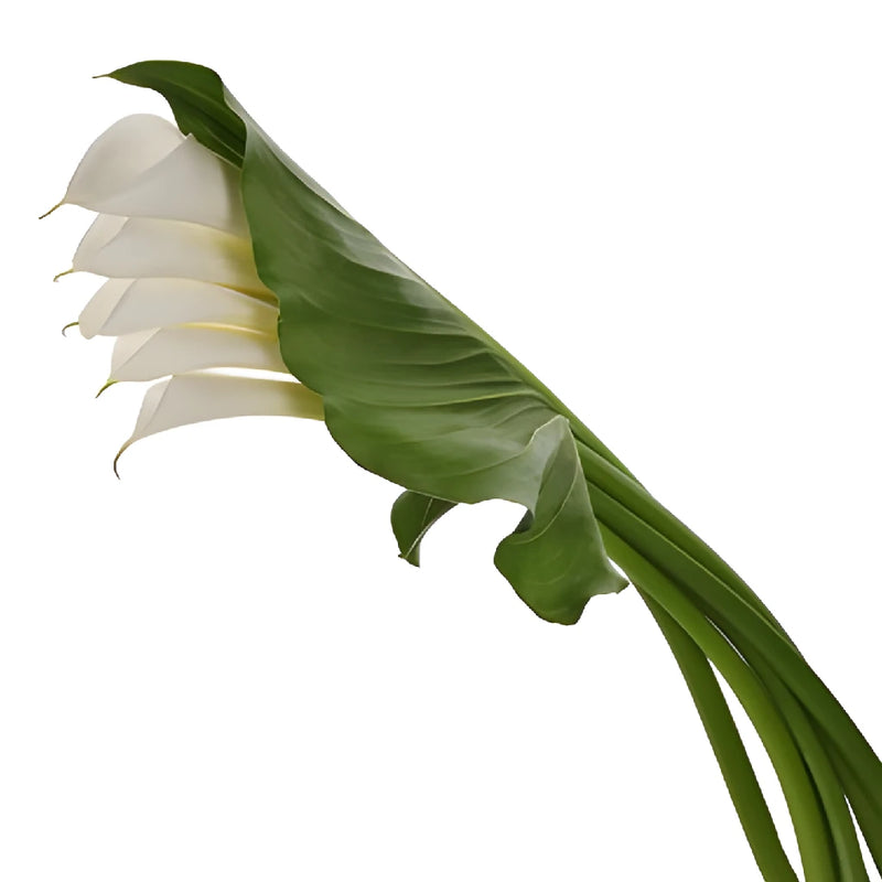 Cascading Calla Lily and Leaf Flower Centerpieces