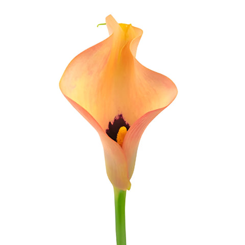 Peach Coral Mini Calla Lily Flower