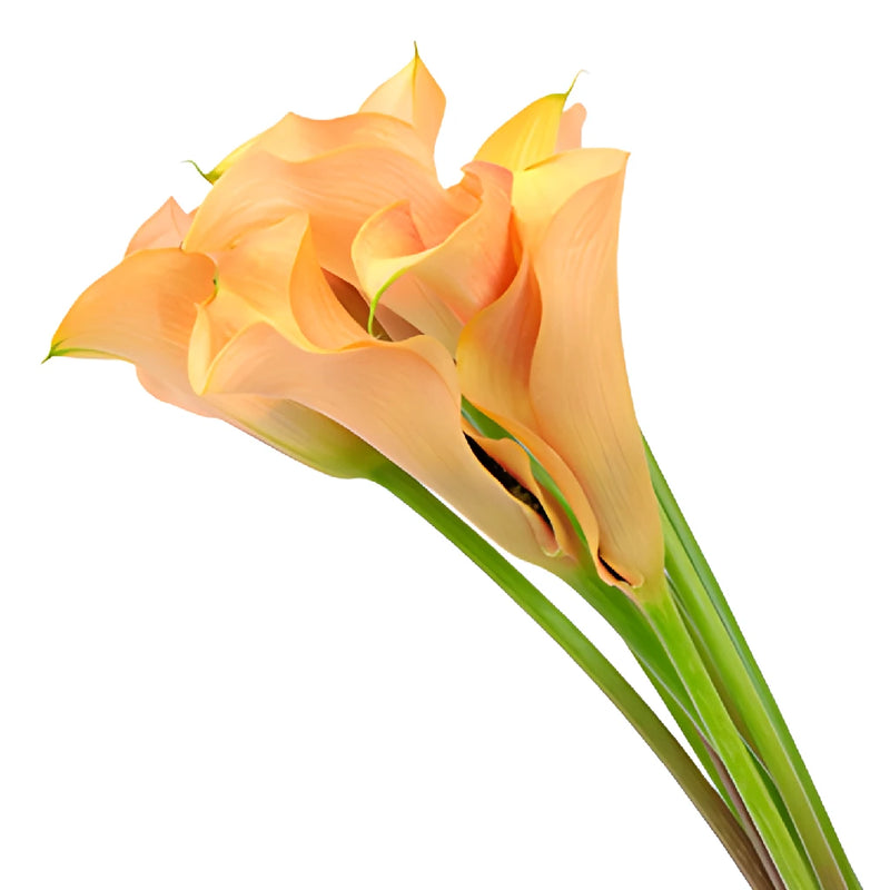 Peach Coral Mini Calla Lily Flower
