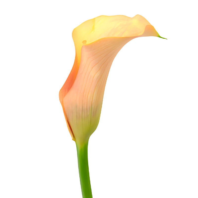 Peach Coral Mini Calla Lily Flower
