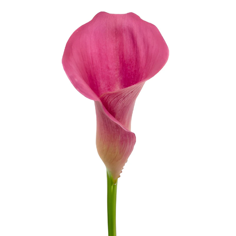 Magenta Mini Calla Lily Flower